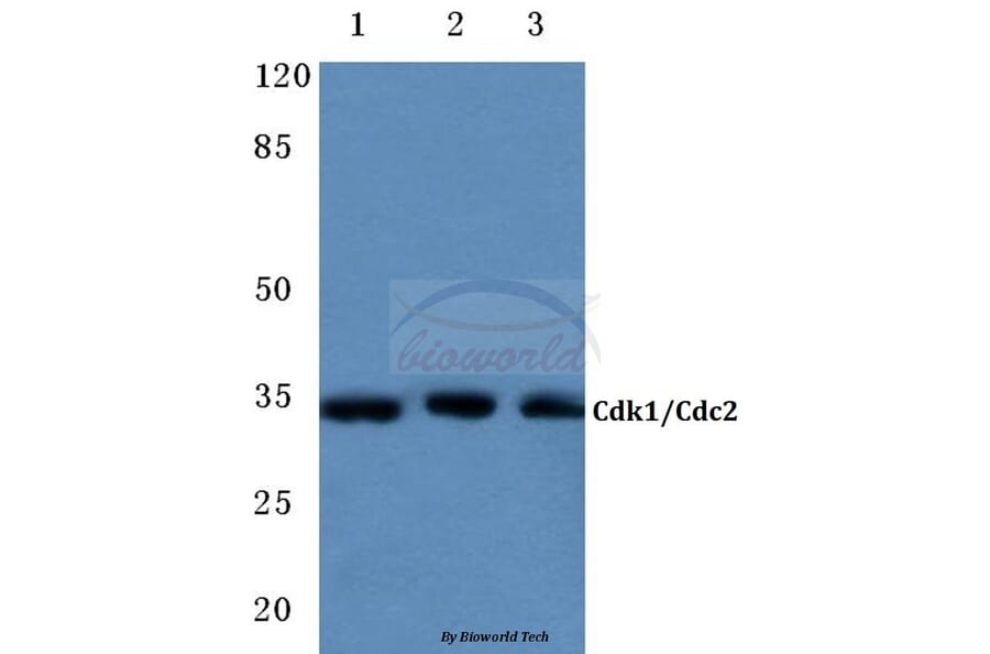 Anti-Cdk1/Cdc2 (E8) Antibody from Bioworld Technology (BS1820) - Antibodies.com