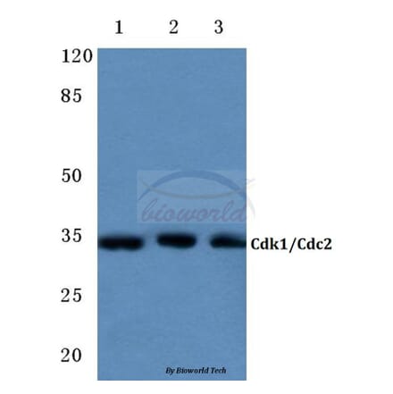 Anti-Cdk1/Cdc2 (E8) Antibody from Bioworld Technology (BS1820) - Antibodies.com