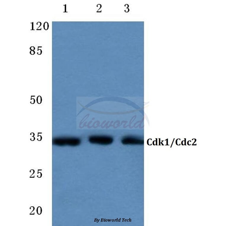 Anti-Cdk1/Cdc2 (E8) Antibody from Bioworld Technology (BS1820) - Antibodies.com