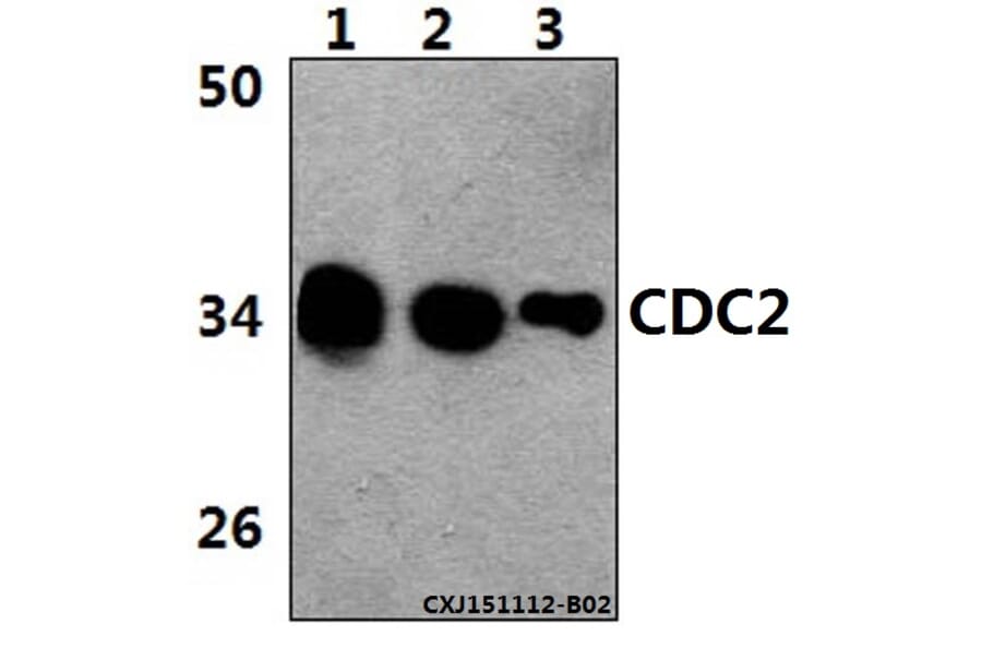 Anti-Cdk1/Cdc2 (E8) Antibody from Bioworld Technology (BS1820) - Antibodies.com