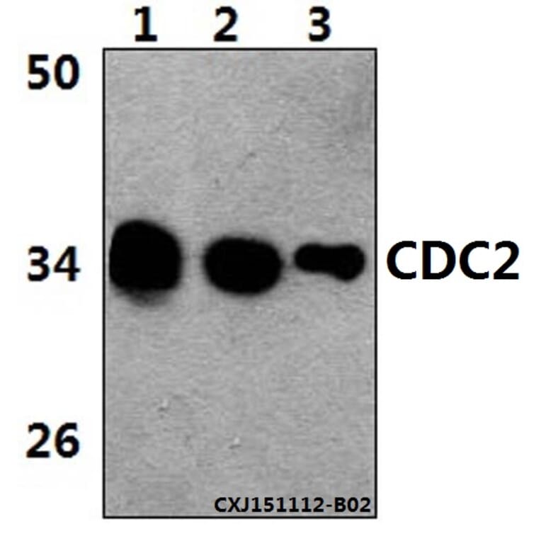 Anti-Cdk1/Cdc2 (E8) Antibody from Bioworld Technology (BS1820) - Antibodies.com
