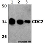 Anti-Cdk1/Cdc2 (E8) Antibody from Bioworld Technology (BS1820) - Antibodies.com