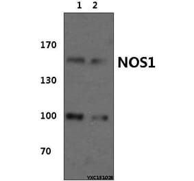 Anti-NOS1 (Y846) Antibody from Bioworld Technology (BS1821) - Antibodies.com