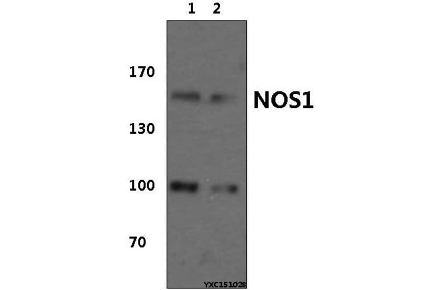 Anti-NOS1 (Y846) Antibody from Bioworld Technology (BS1821) - Antibodies.com