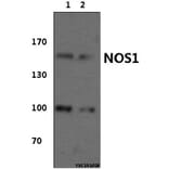 Anti-NOS1 (Y846) Antibody from Bioworld Technology (BS1821) - Antibodies.com