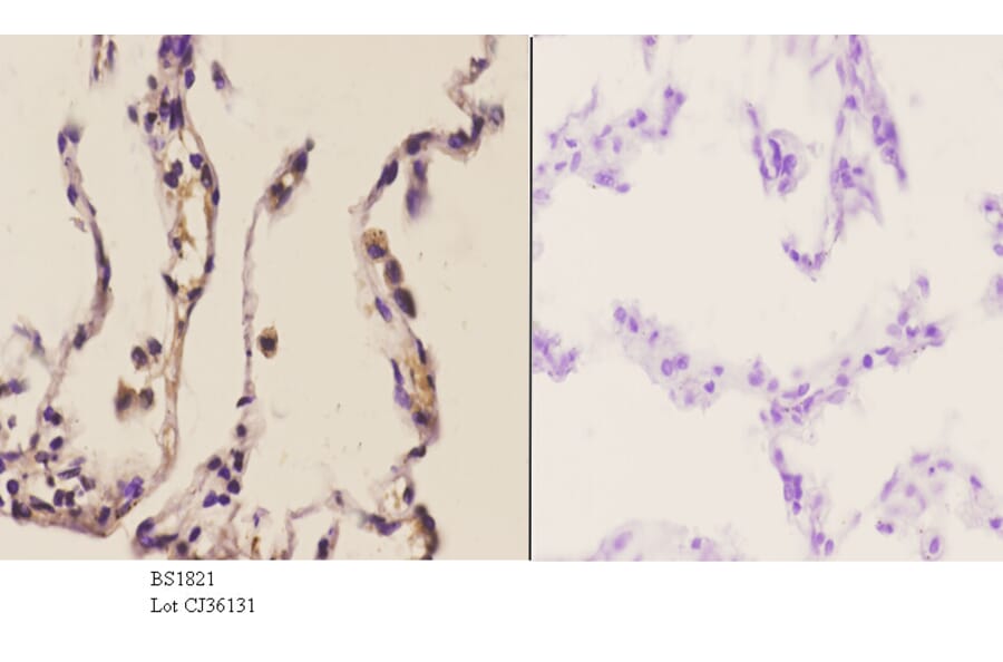 Anti-NOS1 (Y846) Antibody from Bioworld Technology (BS1821) - Antibodies.com