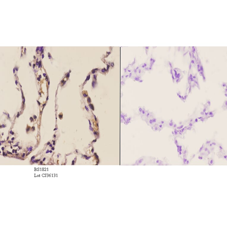 Anti-NOS1 (Y846) Antibody from Bioworld Technology (BS1821) - Antibodies.com