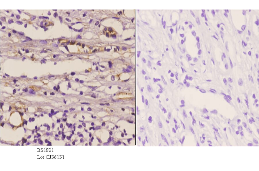 Anti-NOS1 (Y846) Antibody from Bioworld Technology (BS1821) - Antibodies.com