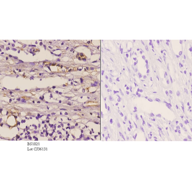 Anti-NOS1 (Y846) Antibody from Bioworld Technology (BS1821) - Antibodies.com