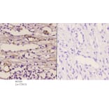 Anti-NOS1 (Y846) Antibody from Bioworld Technology (BS1821) - Antibodies.com