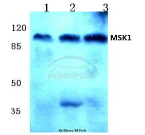 Anti-MSK1 (Q577) Antibody from Bioworld Technology (BS1824) - Antibodies.com