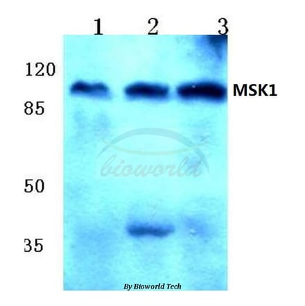 Anti-MSK1 (Q577) Antibody from Bioworld Technology (BS1824) - Antibodies.com