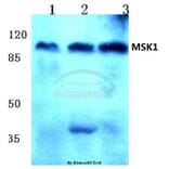 Anti-MSK1 (Q577) Antibody from Bioworld Technology (BS1824) - Antibodies.com