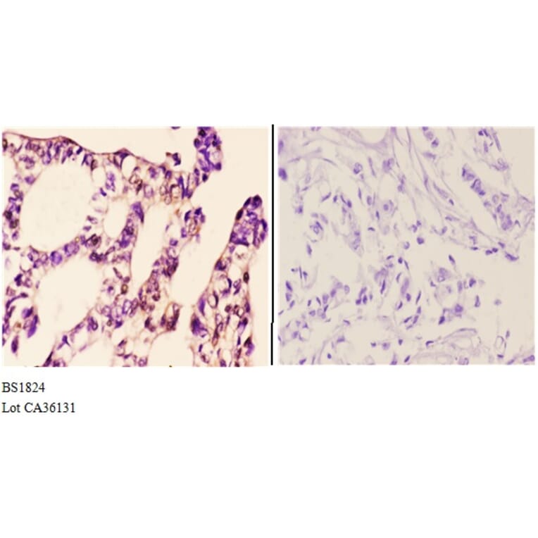 Anti-MSK1 (Q577) Antibody from Bioworld Technology (BS1824) - Antibodies.com