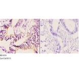 Anti-MSK1 (Q577) Antibody from Bioworld Technology (BS1824) - Antibodies.com