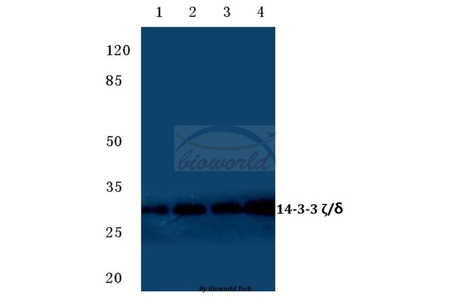 Anti-14-3-3 ζ (W228) Antibody from Bioworld Technology (BS1826) - Antibodies.com
