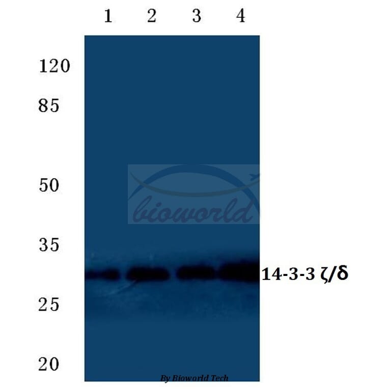 Anti-14-3-3 ζ (W228) Antibody from Bioworld Technology (BS1826) - Antibodies.com