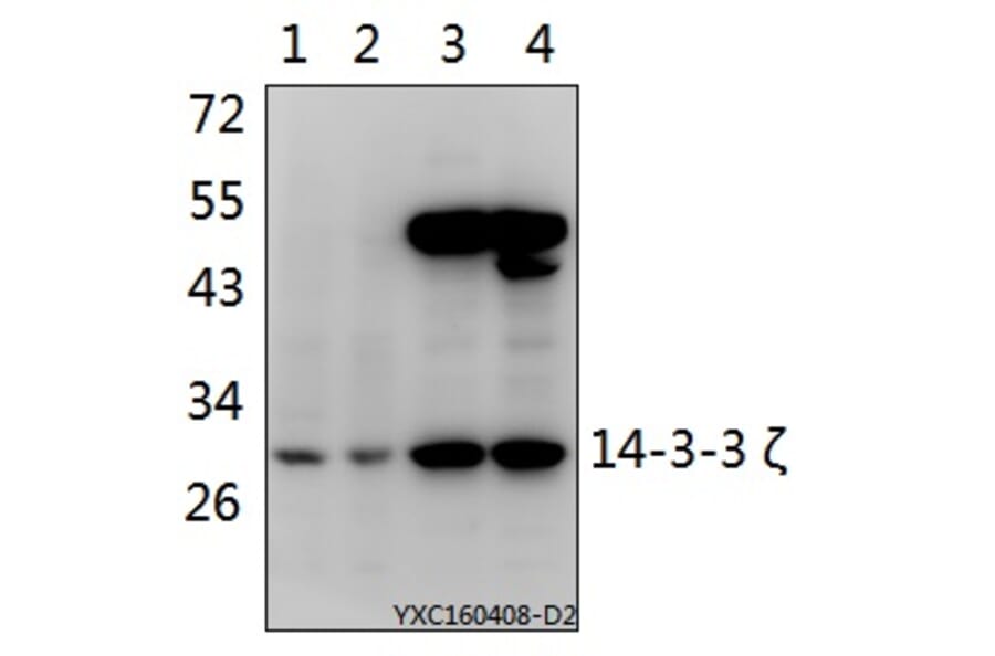 Anti-14-3-3 ζ (W228) Antibody from Bioworld Technology (BS1826) - Antibodies.com