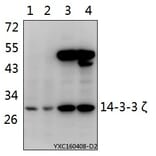 Anti-14-3-3 ζ (W228) Antibody from Bioworld Technology (BS1826) - Antibodies.com