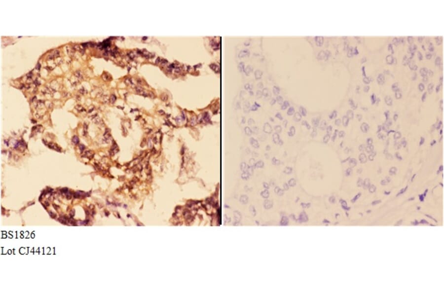 Anti-14-3-3 ζ (W228) Antibody from Bioworld Technology (BS1826) - Antibodies.com