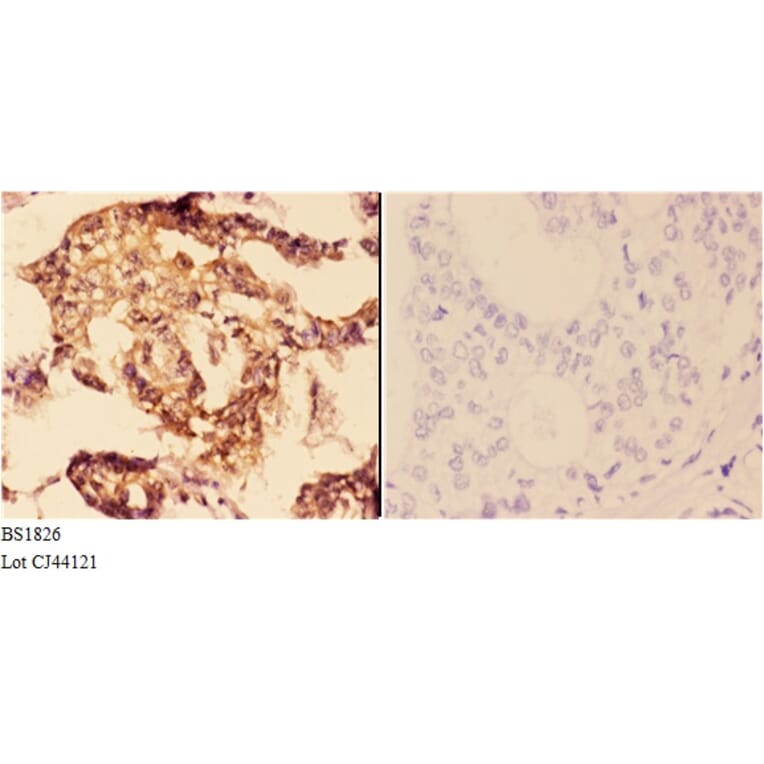 Anti-14-3-3 ζ (W228) Antibody from Bioworld Technology (BS1826) - Antibodies.com