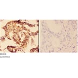 Anti-14-3-3 ζ (W228) Antibody from Bioworld Technology (BS1826) - Antibodies.com