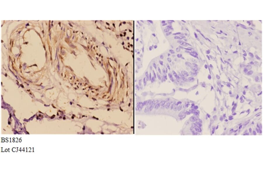 Anti-14-3-3 ζ (W228) Antibody from Bioworld Technology (BS1826) - Antibodies.com