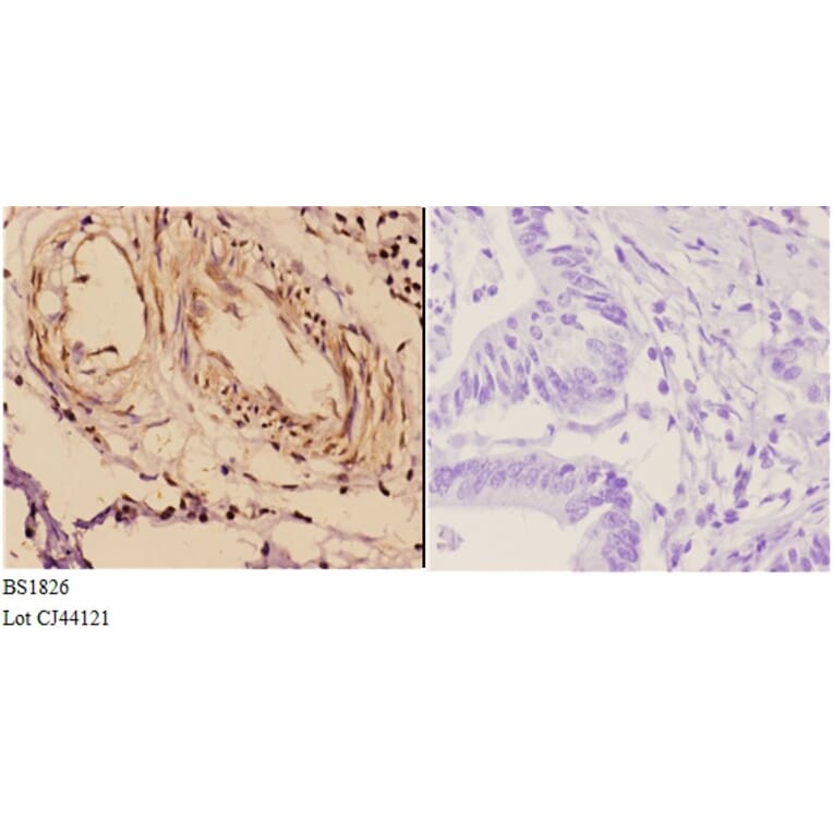 Anti-14-3-3 ζ (W228) Antibody from Bioworld Technology (BS1826) - Antibodies.com