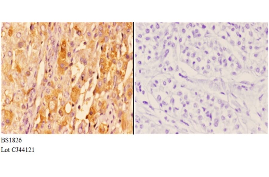 Anti-14-3-3 ζ (W228) Antibody from Bioworld Technology (BS1826) - Antibodies.com