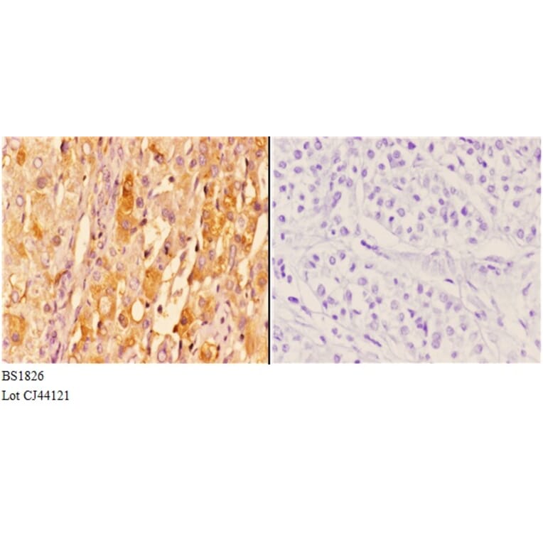 Anti-14-3-3 ζ (W228) Antibody from Bioworld Technology (BS1826) - Antibodies.com
