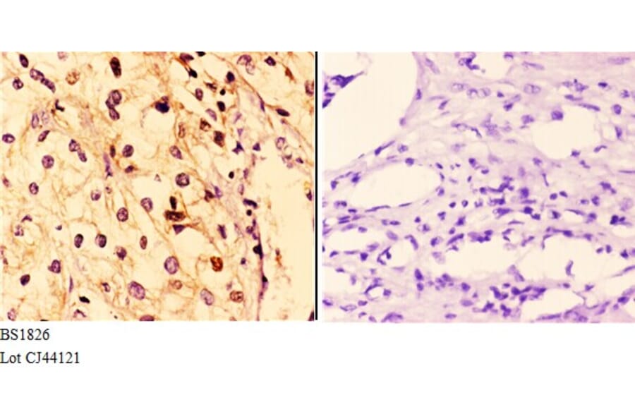Anti-14-3-3 ζ (W228) Antibody from Bioworld Technology (BS1826) - Antibodies.com