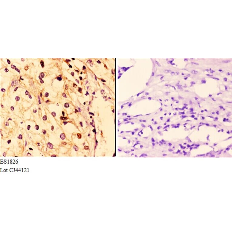 Anti-14-3-3 ζ (W228) Antibody from Bioworld Technology (BS1826) - Antibodies.com