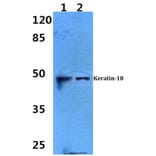 Anti-Cytokeratin 18 (S48) Antibody from Bioworld Technology (BS1833) - Antibodies.com