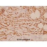 Anti-Cytokeratin 18 (S48) Antibody from Bioworld Technology (BS1833) - Antibodies.com