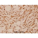 Anti-FAK (E393) Antibody from Bioworld Technology (BS1834) - Antibodies.com