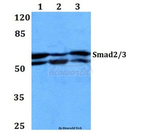 Anti-Smad2/3 (S2) Antibody from Bioworld Technology (BS1838) - Antibodies.com