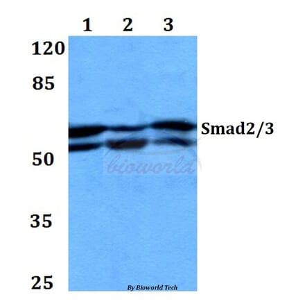 Anti-Smad2/3 (S2) Antibody from Bioworld Technology (BS1838) - Antibodies.com