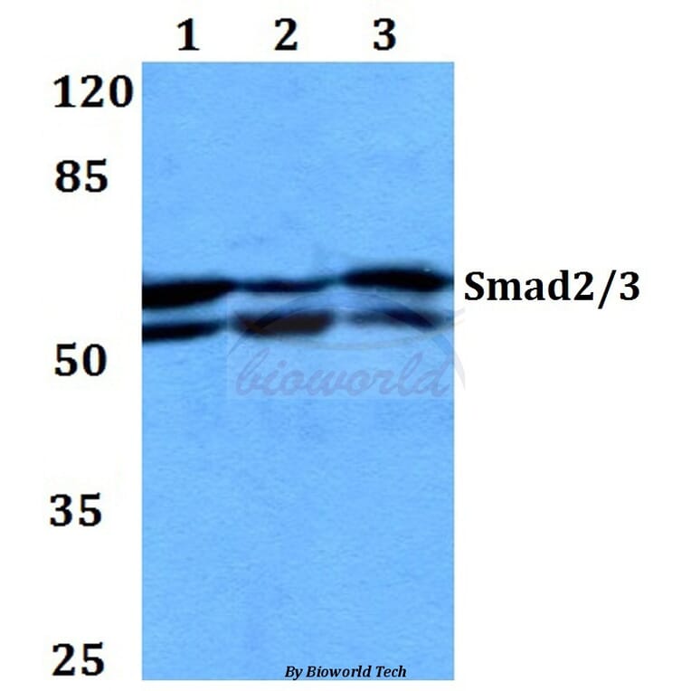 Anti-Smad2/3 (S2) Antibody from Bioworld Technology (BS1838) - Antibodies.com