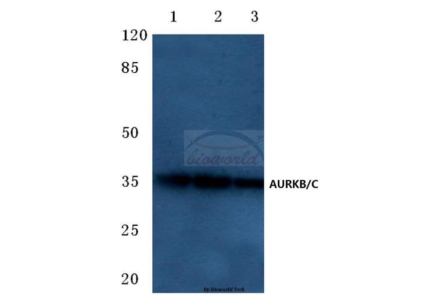 Anti-AURKB/C (K197) Antibody from Bioworld Technology (BS1841) - Antibodies.com