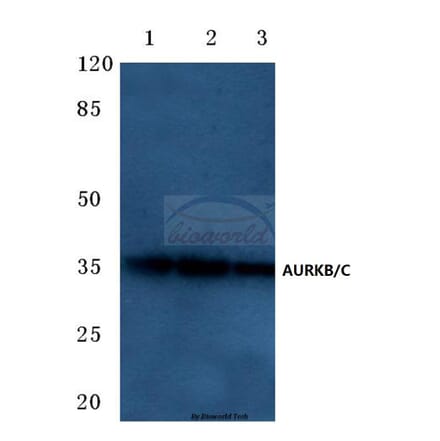 Anti-AURKB/C (K197) Antibody from Bioworld Technology (BS1841) - Antibodies.com