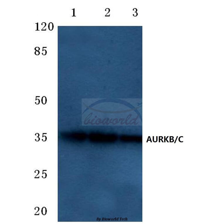 Anti-AURKB/C (K197) Antibody from Bioworld Technology (BS1841) - Antibodies.com