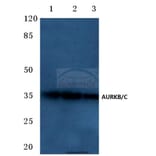 Anti-AURKB/C (K197) Antibody from Bioworld Technology (BS1841) - Antibodies.com