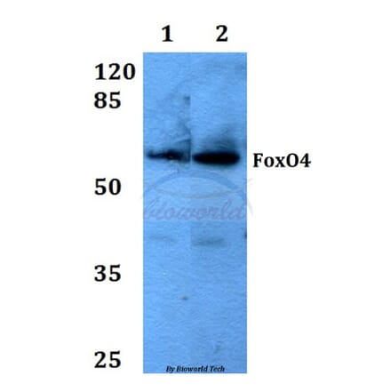 Anti-FoxO4 (K447) Antibody from Bioworld Technology (BS1842) - Antibodies.com