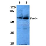 Anti-FoxO4 (K447) Antibody from Bioworld Technology (BS1842) - Antibodies.com