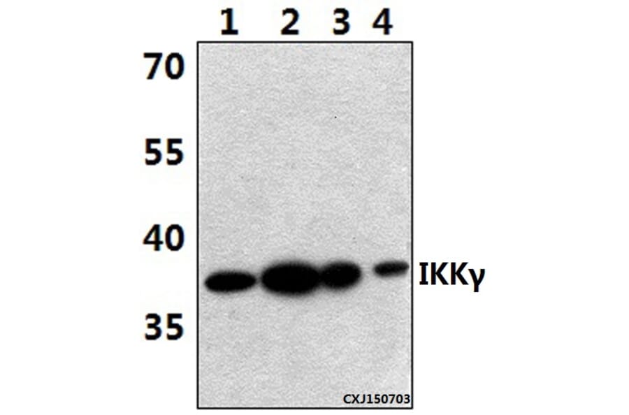 Anti-IKKγ (H81) Antibody from Bioworld Technology (BS1843) - Antibodies.com