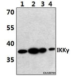 Anti-IKKγ (H81) Antibody from Bioworld Technology (BS1843) - Antibodies.com