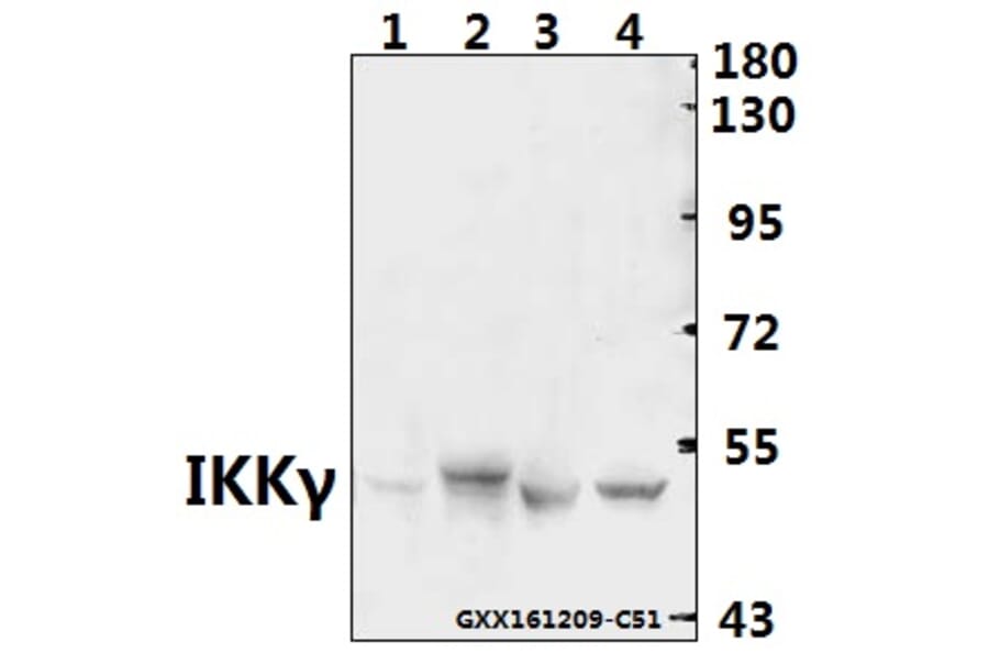 Anti-IKKγ (H81) Antibody from Bioworld Technology (BS1843) - Antibodies.com