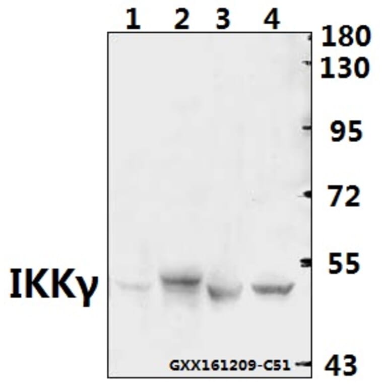 Anti-IKKγ (H81) Antibody from Bioworld Technology (BS1843) - Antibodies.com