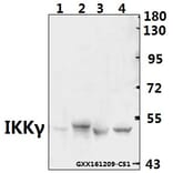 Anti-IKKγ (H81) Antibody from Bioworld Technology (BS1843) - Antibodies.com