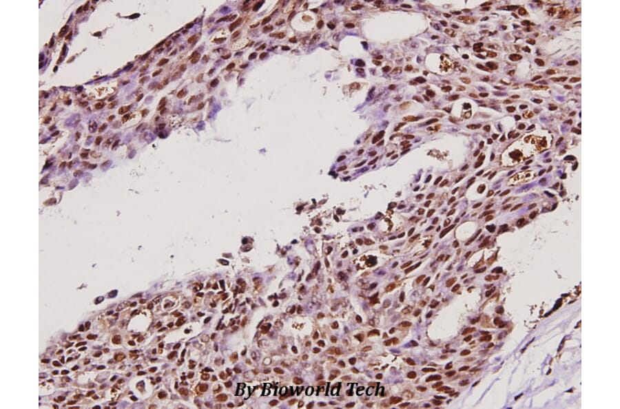 Anti-IKKγ (H81) Antibody from Bioworld Technology (BS1843) - Antibodies.com